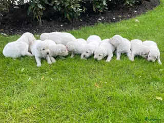 Golden Retriever honden Prachtige golden retriever pups te koop - Advertentie 7