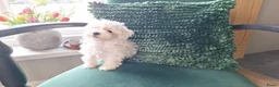 Maltezer honden te koop: Maltezer pup. Mini. Reu. Is aan 1 oogje blind - Advertentie 1