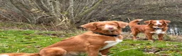 Nova Scotia Duck Tolling Retriever honden te koop: Prachtige Nova scotia duck tolling retriever pups  - Advertentie 4