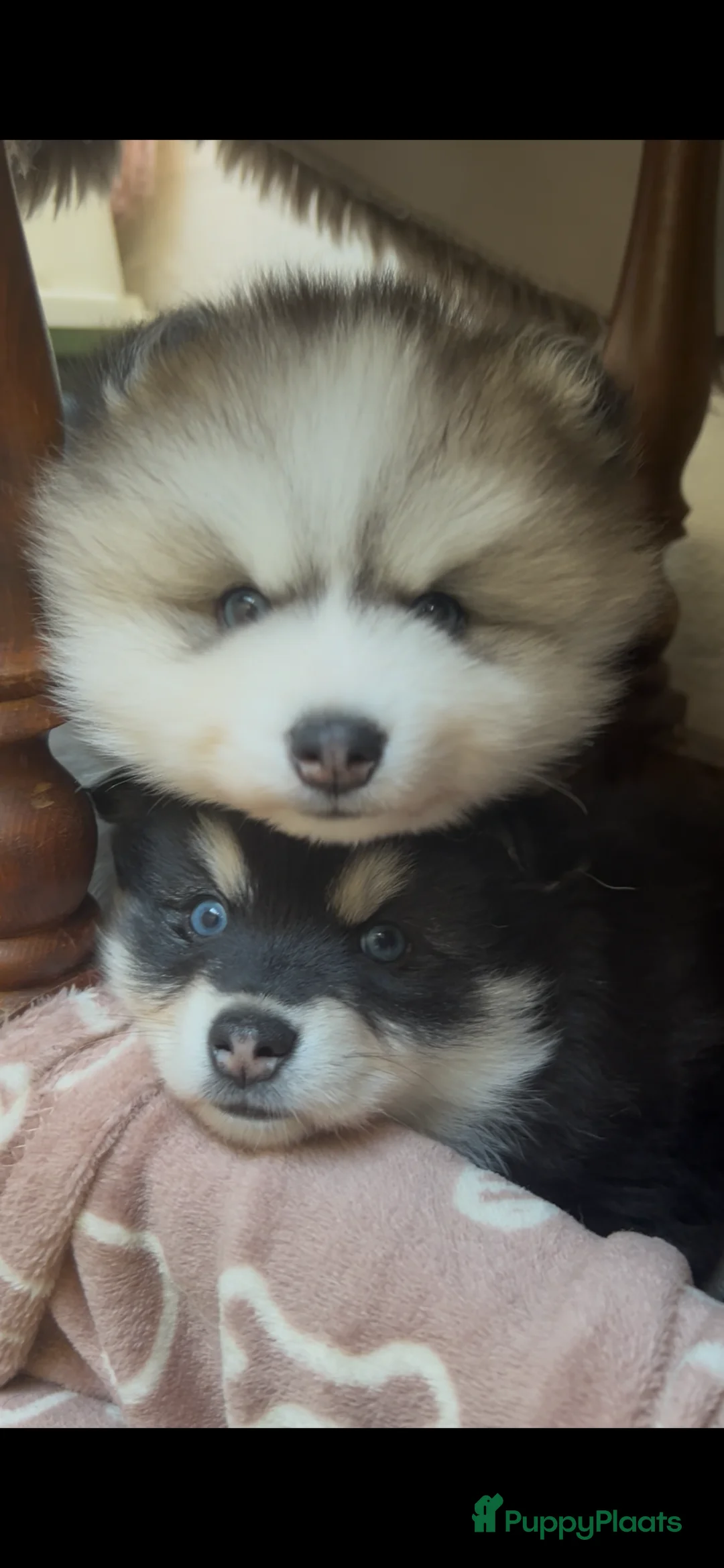 Pomsky honden te koop: Pomsky pups met blauwe ogen  - Advertentie 2