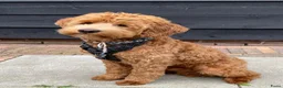Australian Labradoodle honden te koop: Nest aankondig Australian Labradoodle  in Sevenum - Advertentie 5