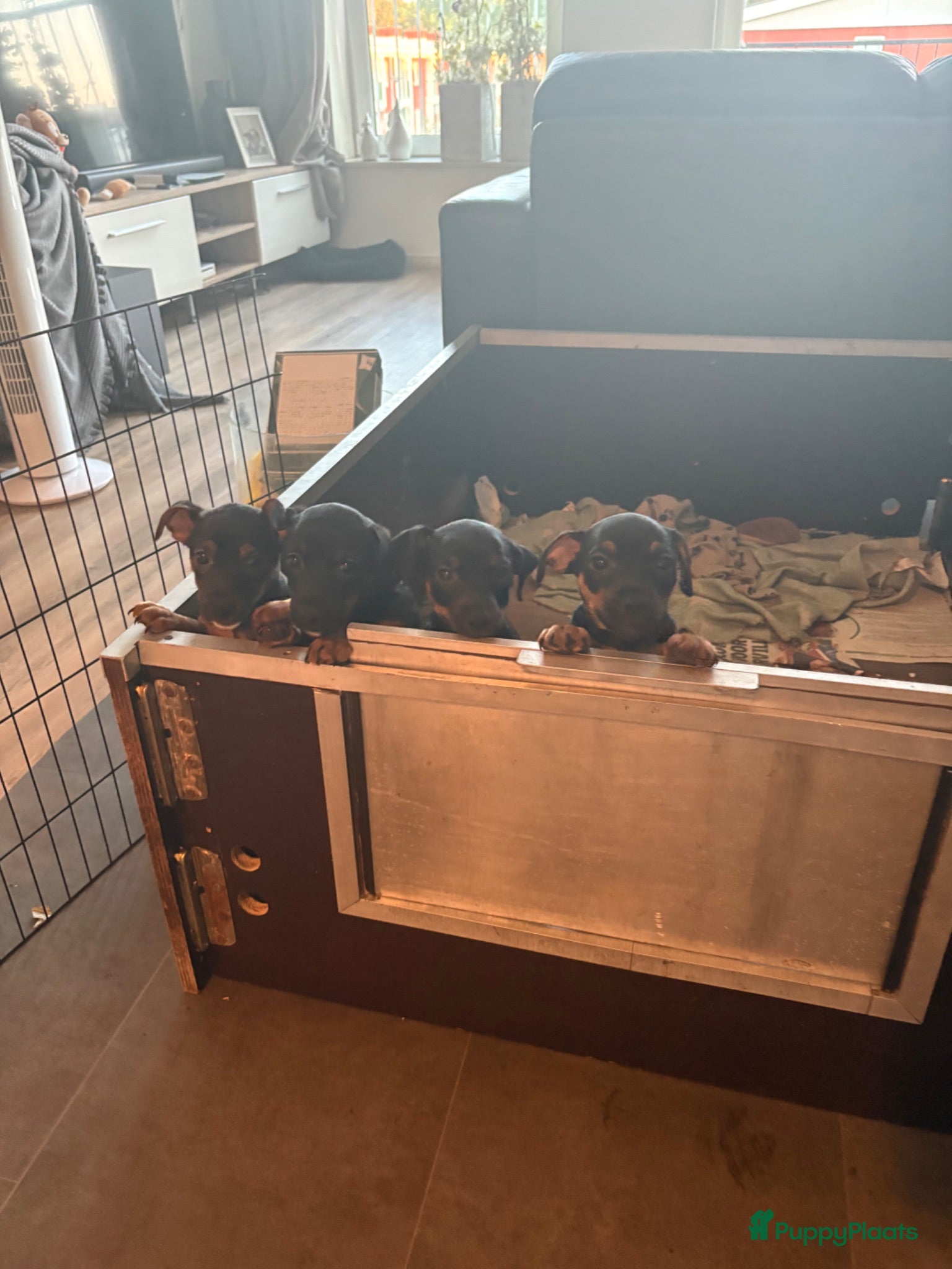 Jack Russel Terriër honden Lieve huiselijke puppy’s - Advertentie 1
