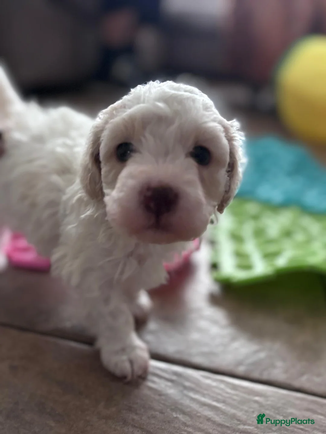 Kruising honden te koop: Maltipoo x Shih Tzu pups - Advertentie 7