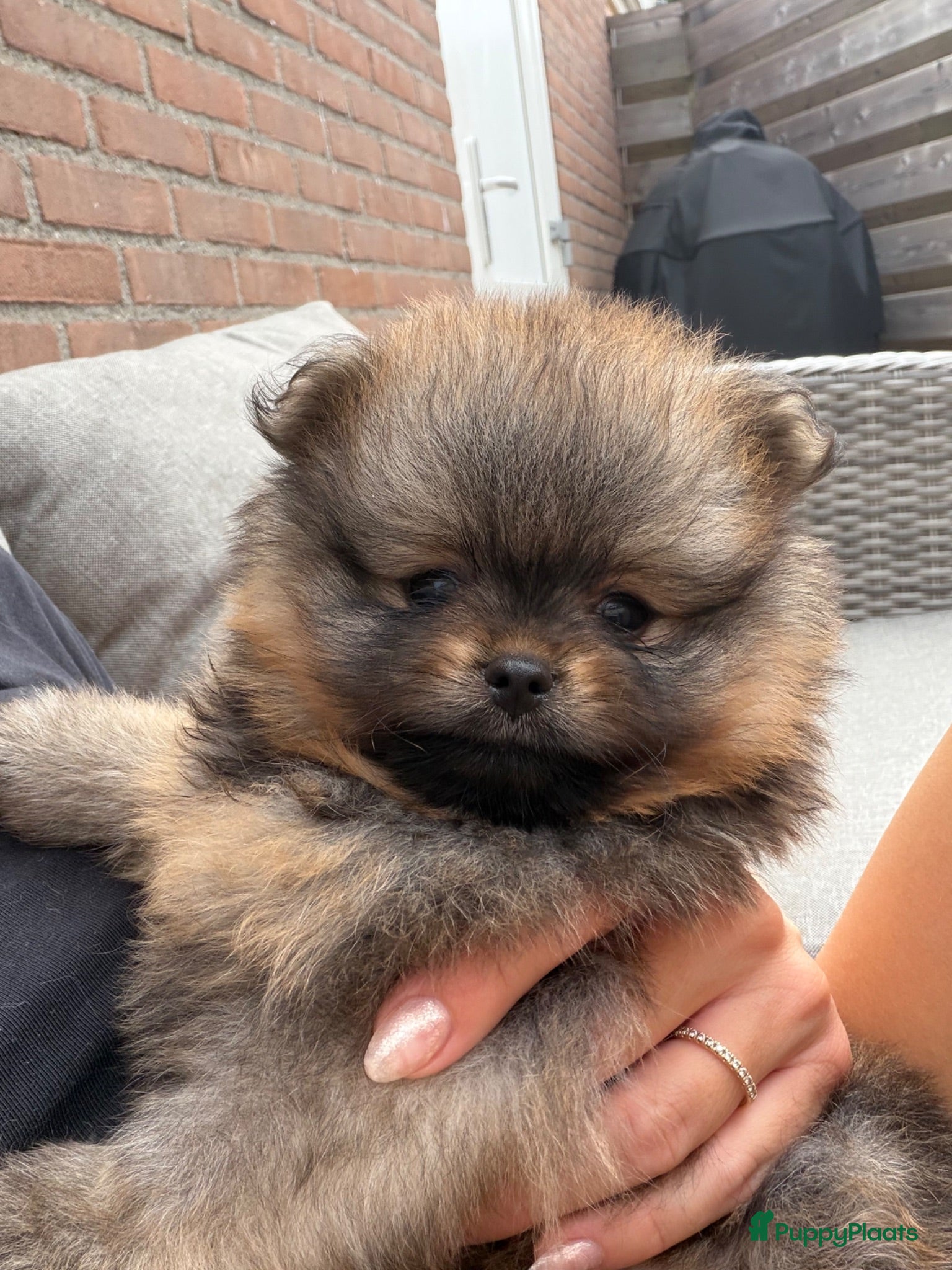 Pomeriaan honden Raszuivere Pomeranian/pomeriaan/dwergkees puppy’s  - Advertentie 2