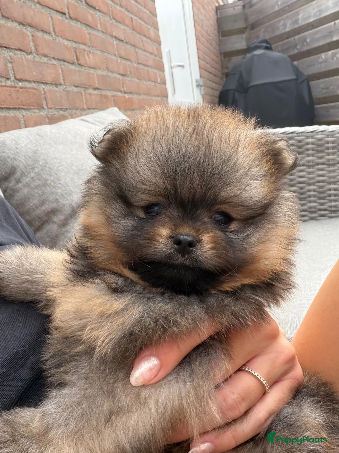 Pomeriaan honden te koop: Raszuivere Pomeranian/pomeriaan/dwergkees puppy’s  - Advertentie 1