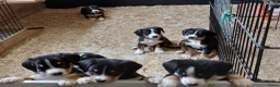 Entlebucher Sennenhond honden te koop: ■ PUP Entlebucher Sennenhond in Rijssen - Advertentie 20