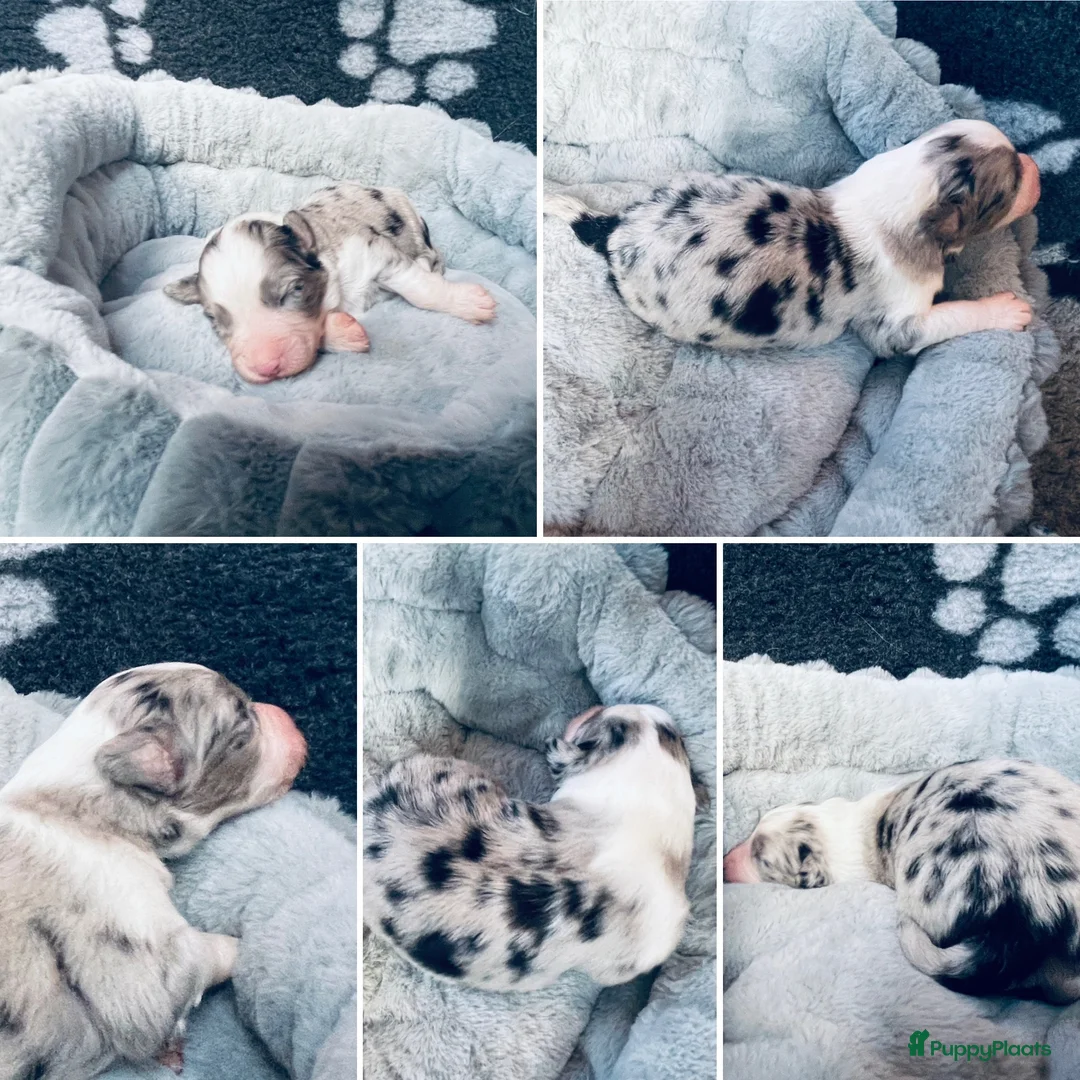 Australian Shepherd honden te koop: Prachtige pups Australian shepherd X  - Advertentie 5
