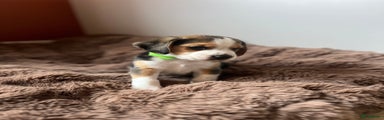 Beagle Puppy 1