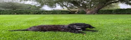 Kruising honden te koop: Boomer x Poedel (Boompoo) pups - Advertentie 5