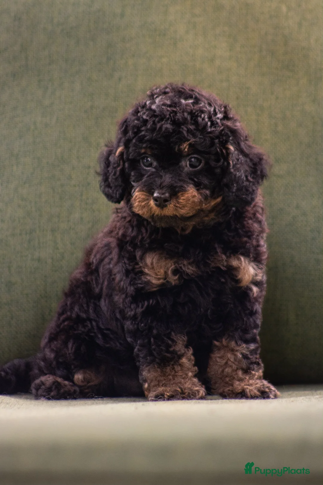 Dwergpoedel honden te koop: Dwergpoedel phantom - Advertentie 7