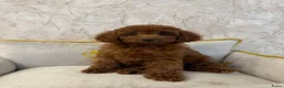 Poedel Toy honden te koop: Toy Poedels  - Advertentie 3