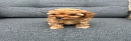 Poedel Toy honden te koop: Toy poedel puppy’s zoeken een gouden mandje  - Advertentie 9