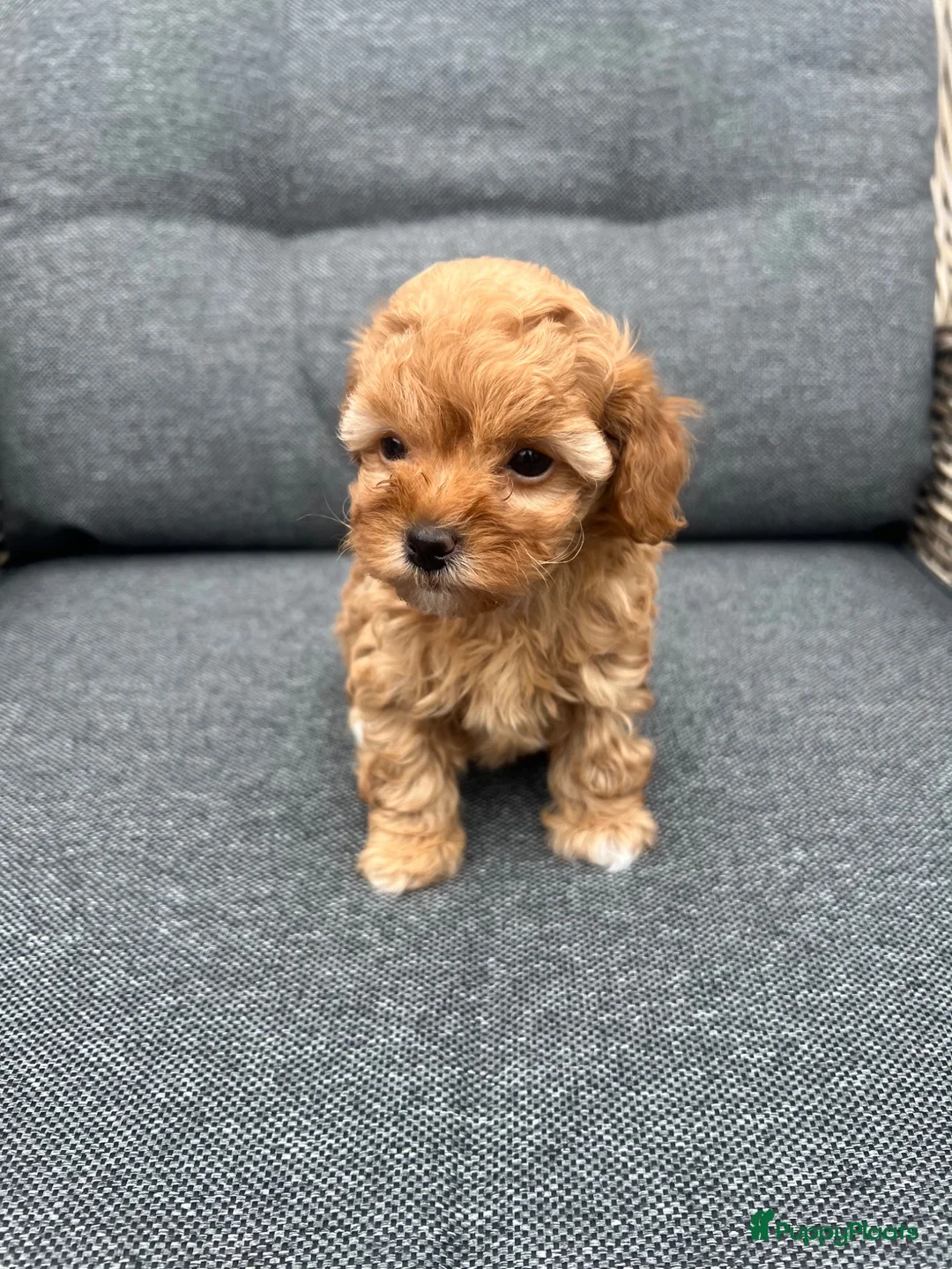 Poedel Toy honden te koop: Toy poedel puppy’s zoeken een gouden mandje  - Advertentie 9