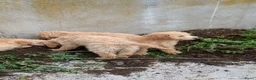 Goldendoodle honden te koop: Goldendoodle zoeken een warme thuis - Advertentie 8