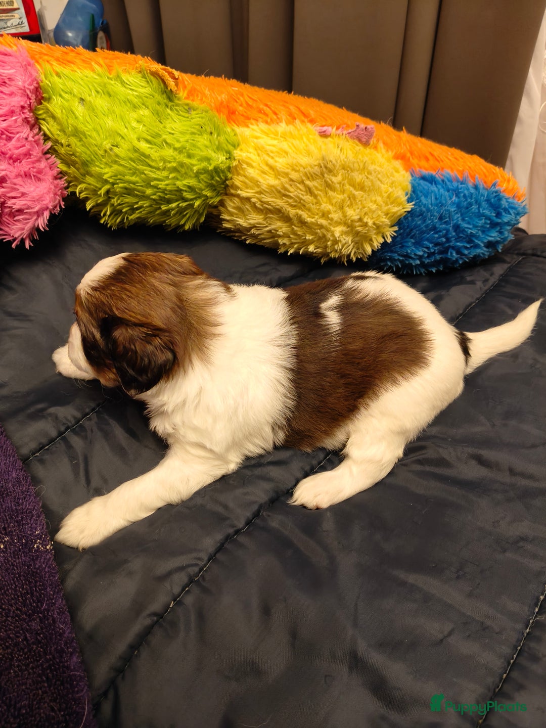 Kooikerhondje honden te koop: Lieve Kooikerpups beschikbaar reserveren nu  - Advertentie 8