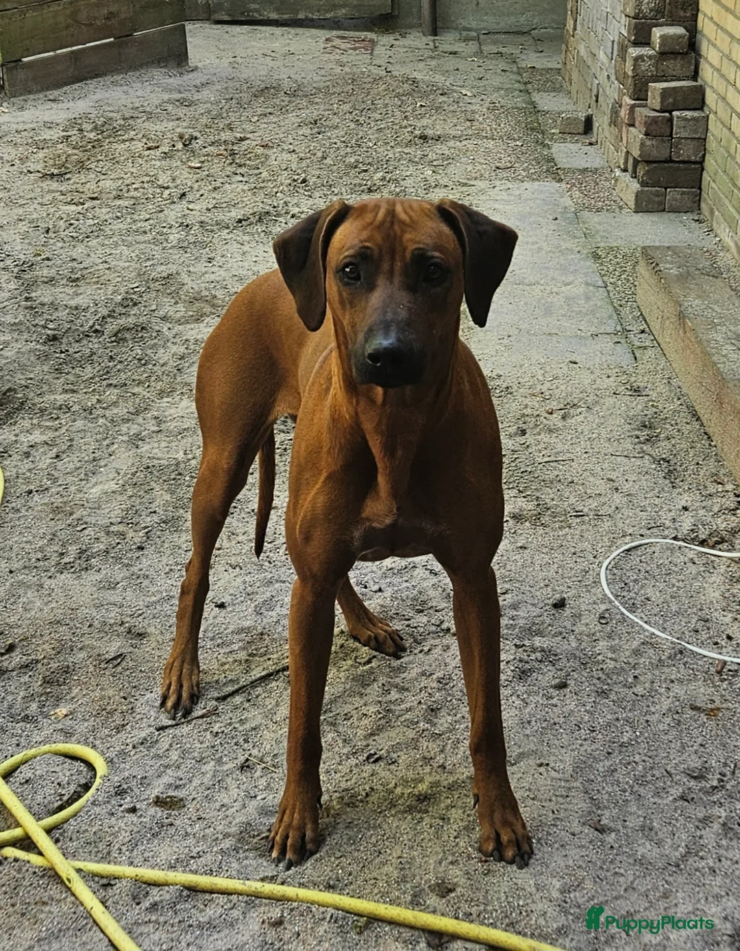Rhodesian Ridgeback honden te koop: Nest verwachting Kennel Majaliwa - Advertentie 4
