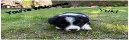 Border Collie honden te koop: Border collie pups  - Advertentie 9
