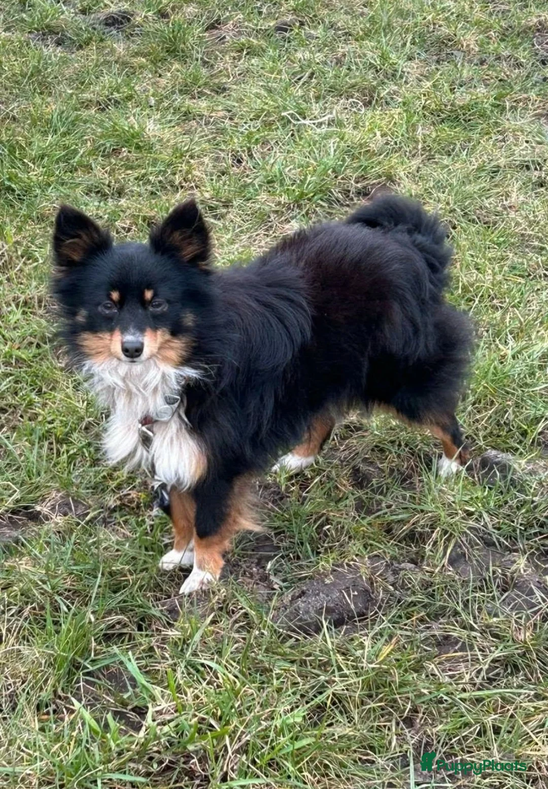 Kruising honden te koop: Chihuahua mix pups reutjes - Advertentie 3