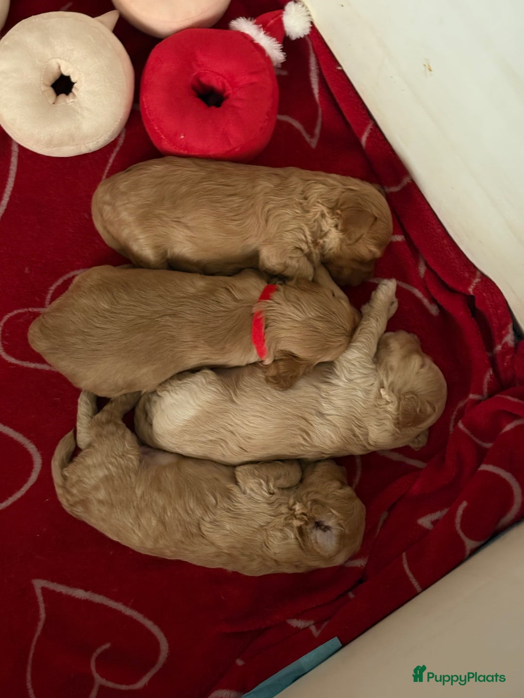 Maltipoo honden te koop: Maltipoo reu  - Advertentie 2