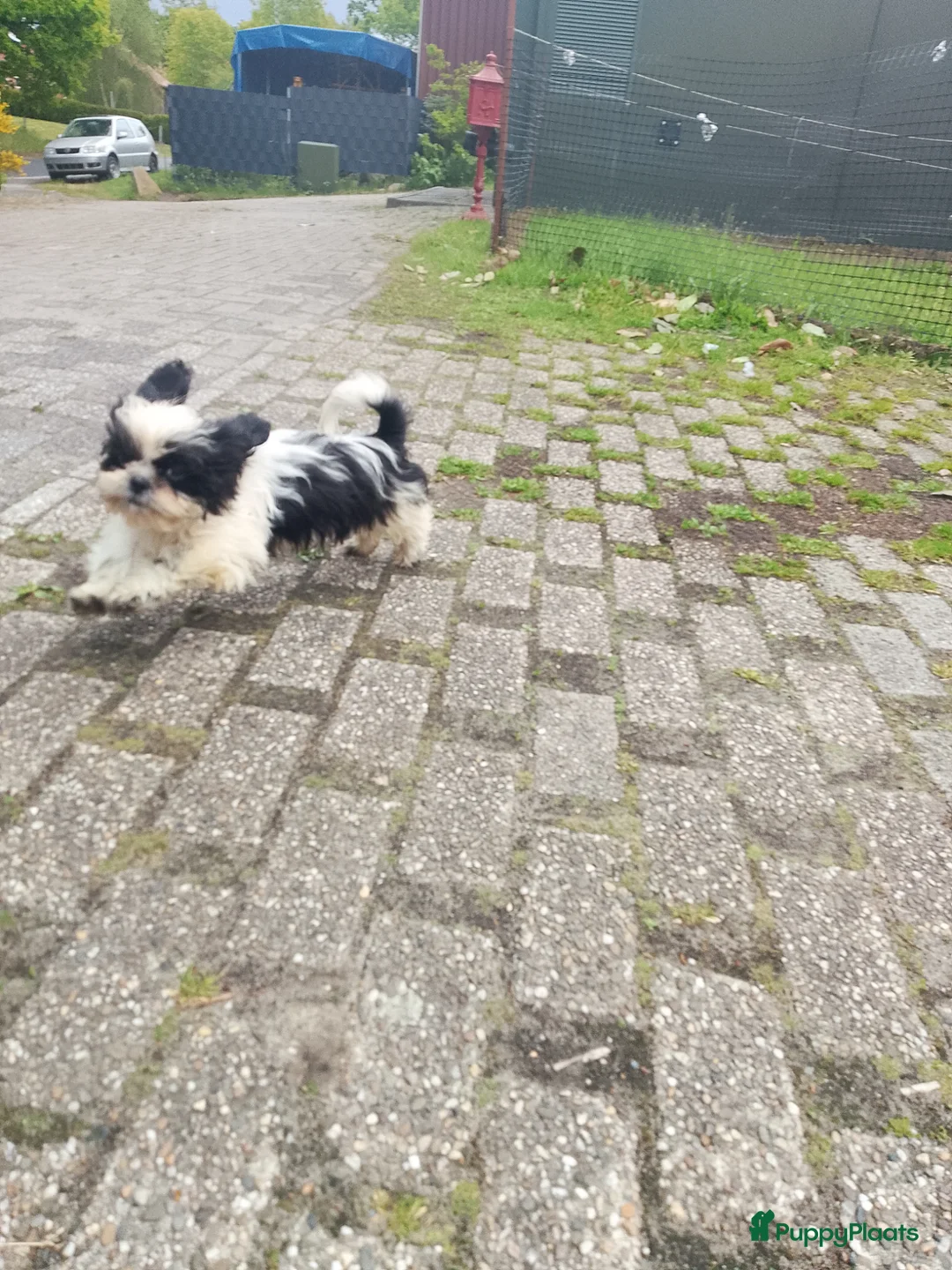 Shih Tzu honden te koop: Mooie lieve shih tzu puppys - Advertentie 10