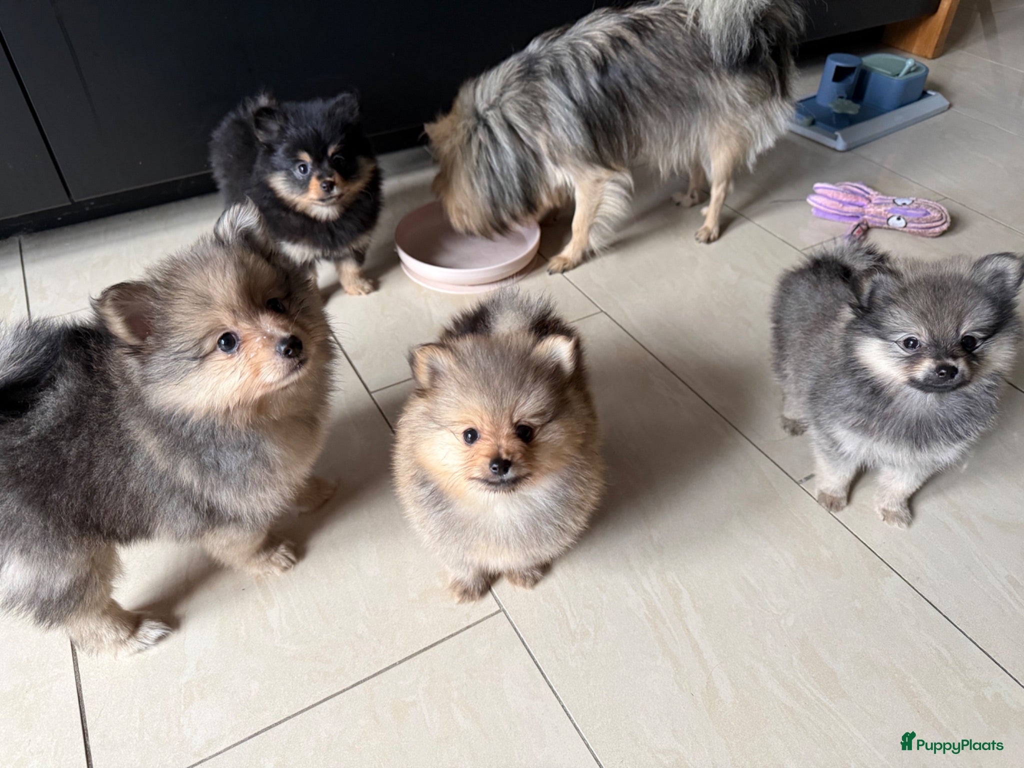 Pomeriaan honden Pomeriaan pup Merle, sable en black and tan - Advertentie 7