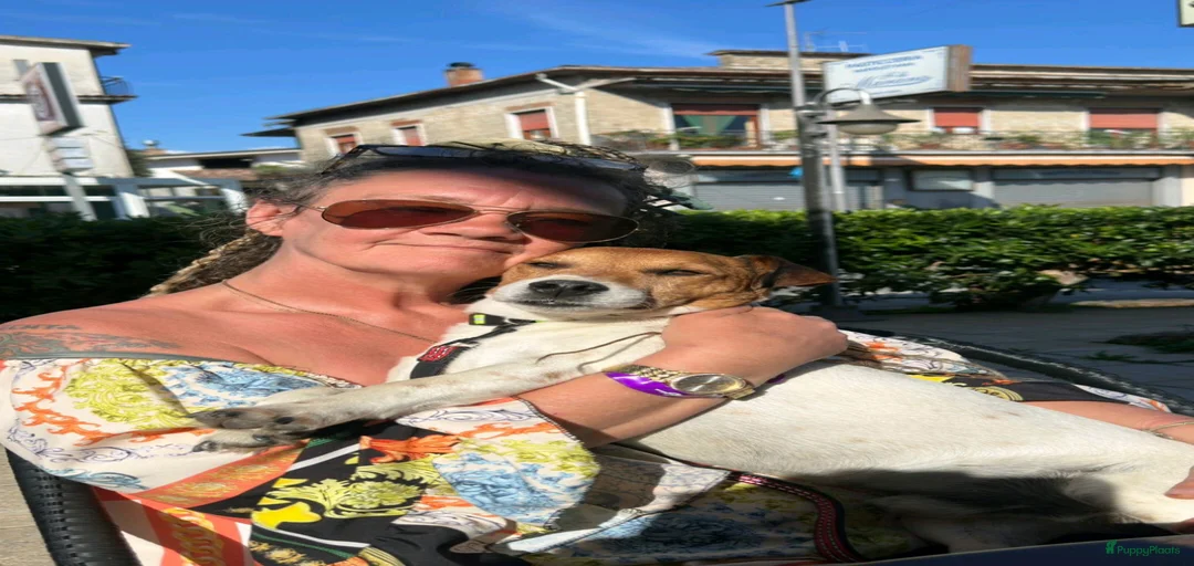 Galerij afbeelding {{count}}