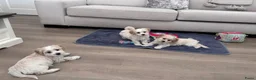 Maltipoo honden te koop: Maltipoo pups - Advertentie 2
