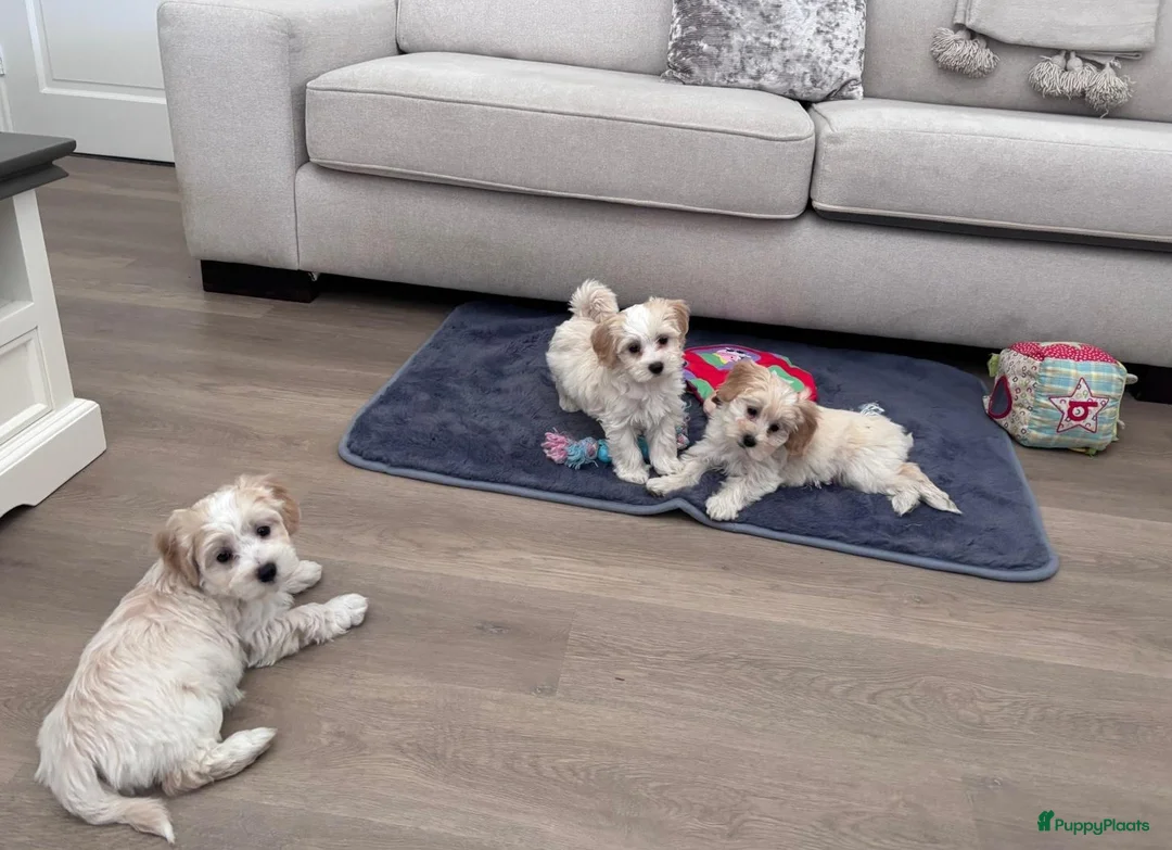 Maltipoo honden te koop: Maltipoo pups - Advertentie 2