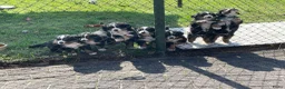 Berner Sennenhond honden te koop: Prachtige Raszuivere Berner Sennen pups te koop in Voorthuizen - Advertentie 2