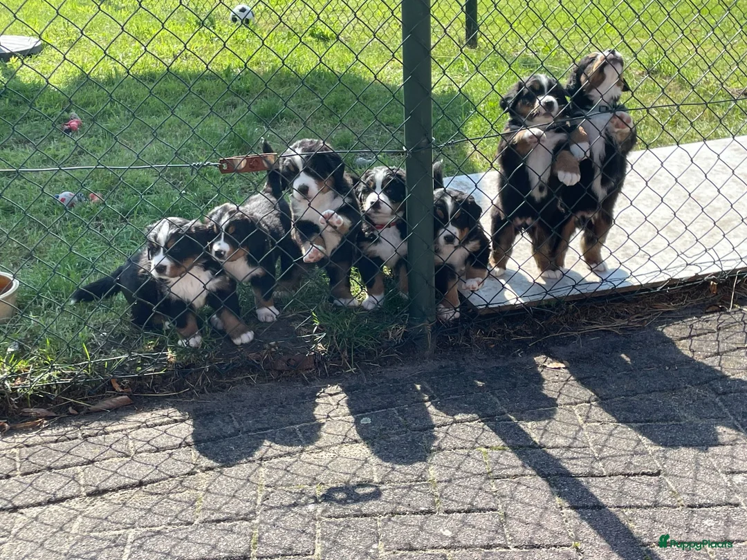 Berner Sennenhond honden te koop: Prachtige Raszuivere Berner Sennen pups te koop in Voorthuizen - Advertentie 2
