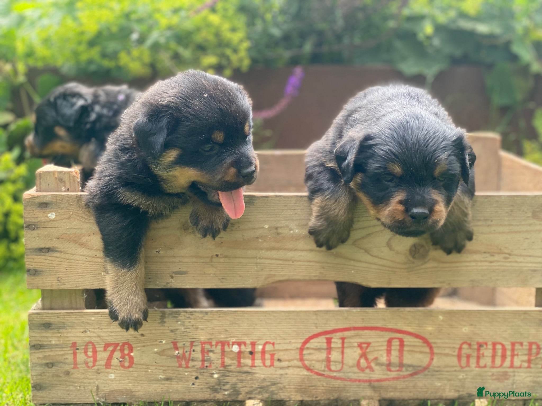 Rottweiler honden Lieve rottweilers puppy’s  - Advertentie 2