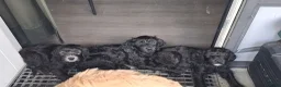 Labradoodle honden te koop: Lieve sociale Labradoodle puppy's mogen verhuizen - Advertentie 10