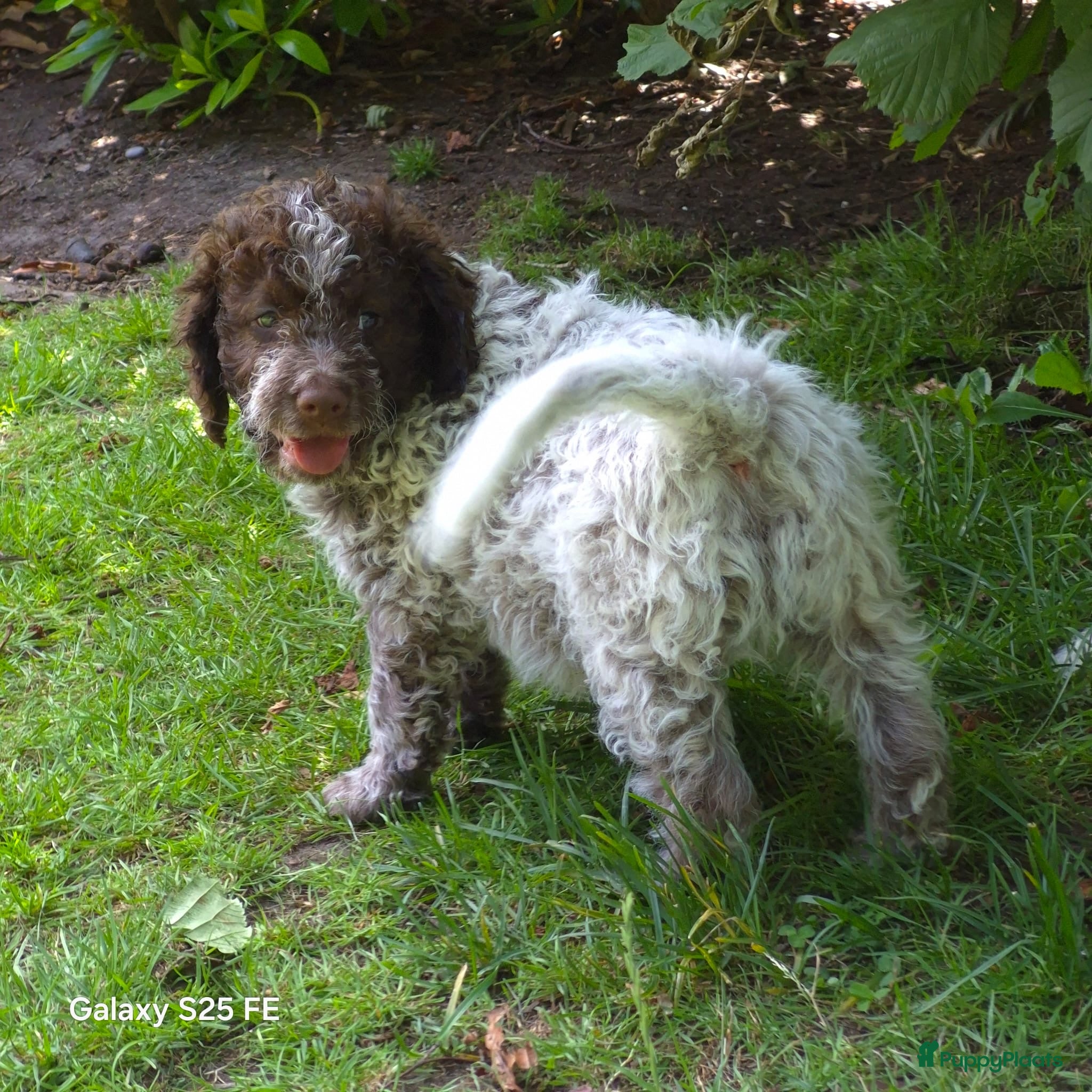 Lagotto Romagnolo honden Italiaanse waterpuppy's - Advertentie 2