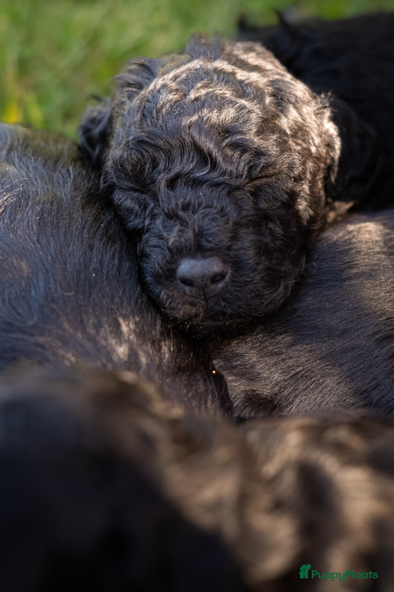 Labradoodle honden te koop: Prachtige Labradoodle pups mogen verhuizen  - Advertentie 21