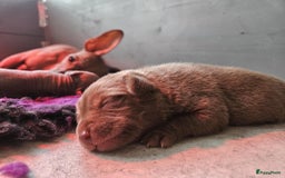 Mexicaanse Naakthond honden te koop: Mexicaanse Naakthond Miniatuur, Xolo, met vacht - Afbeelding 6