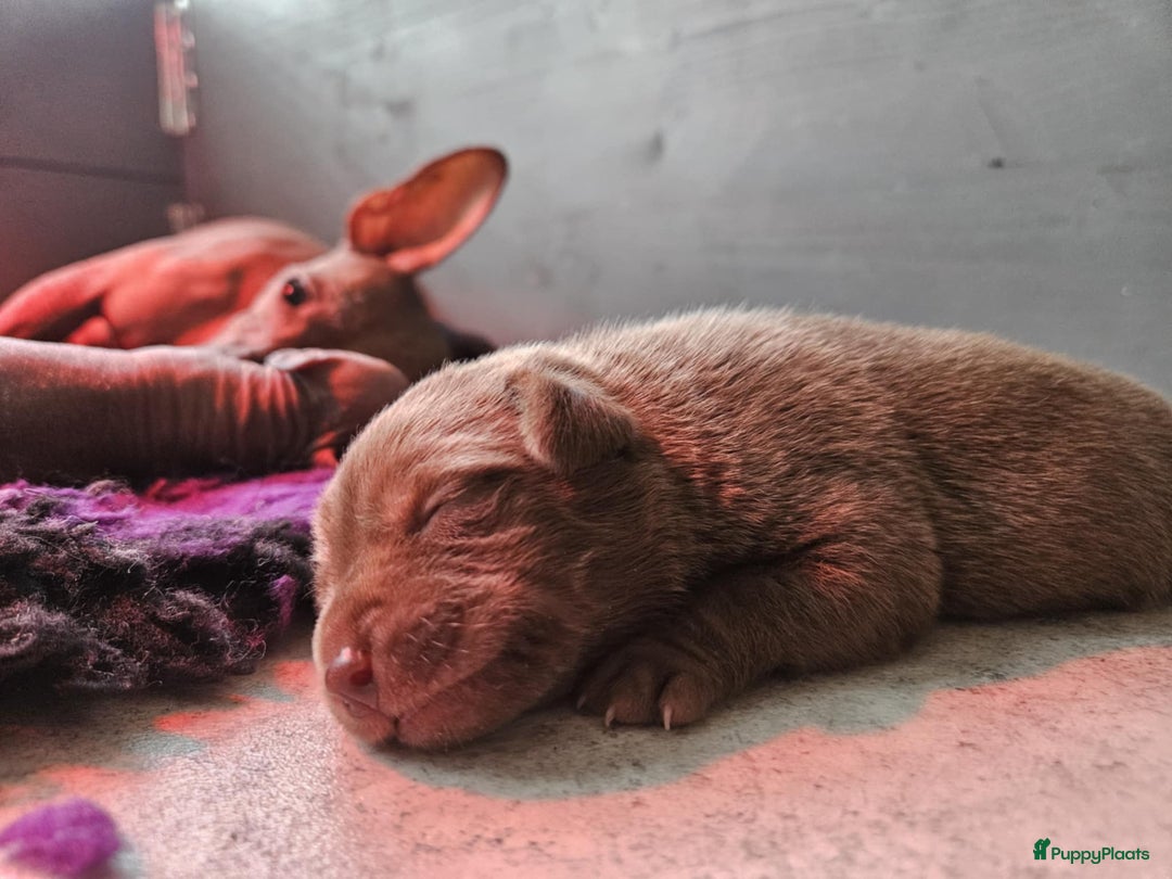 Mexicaanse Naakthond honden te koop: Mexicaanse Naakthond Miniatuur, Xolo, met vacht - Afbeelding 6