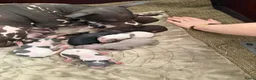 Amerikaanse Naakthond honden te koop: Prachtige Amerikaanse naakt hondjes in Schiedam - Advertentie 5