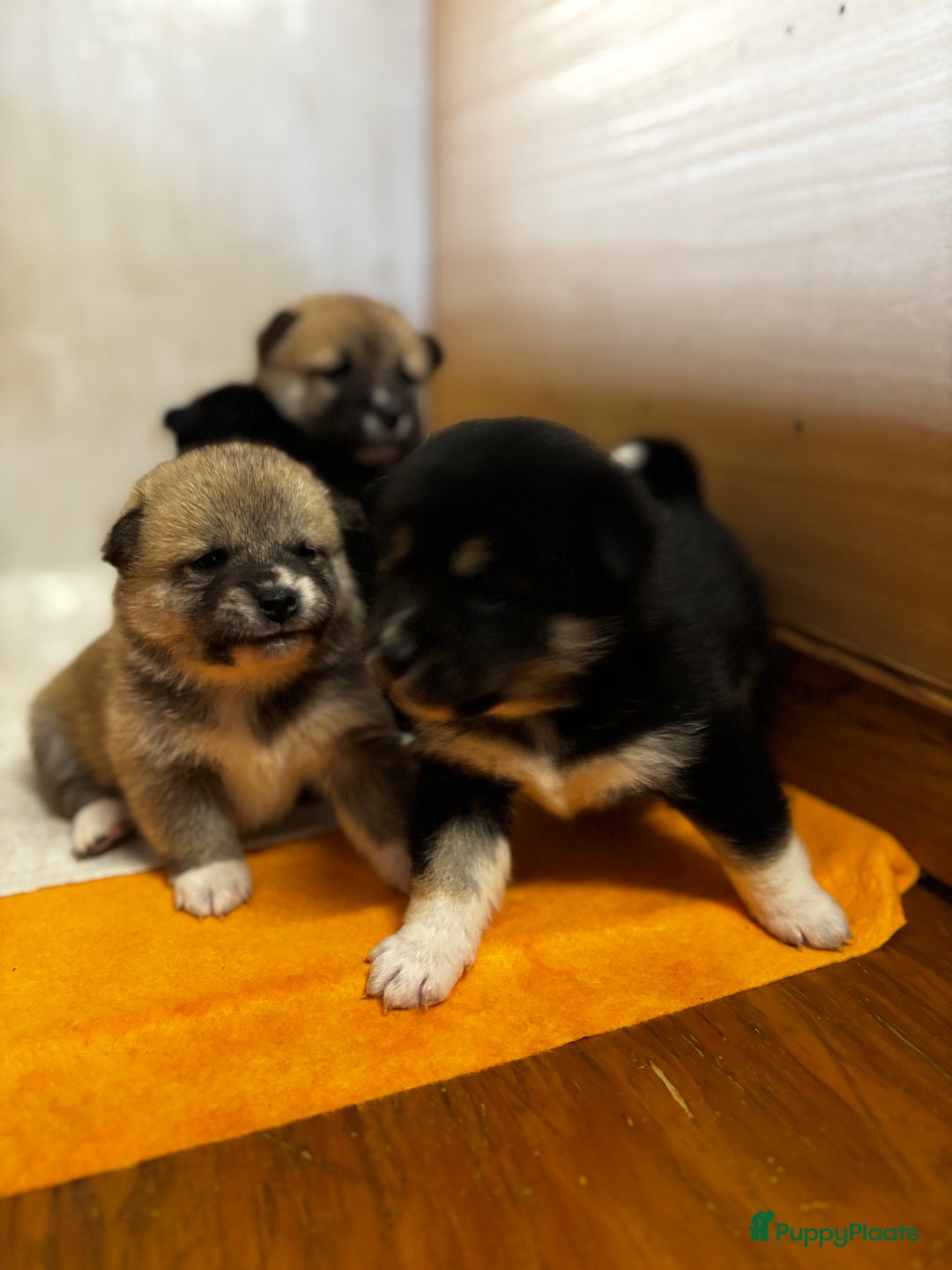 Shiba honden te koop: Shiba inu in Genk - Afbeelding 14