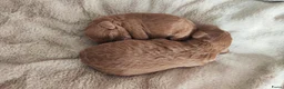 Kruising honden te koop: Dwergpoedels puppy's 🥰 - Advertentie 10