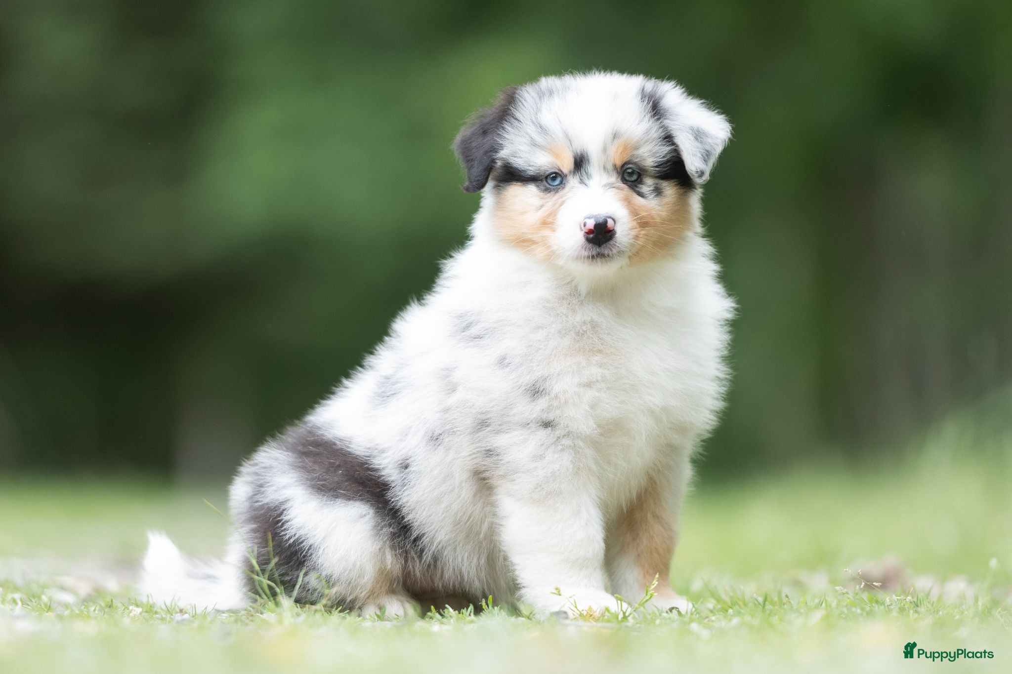 Australian Shepherd honden Australian shepherd pups met stamboom - Advertentie 1