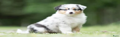 Australian Shepherd 3