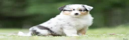 Australian Shepherd honden te koop: Australian shepherd pups met stamboom - Advertentie 1