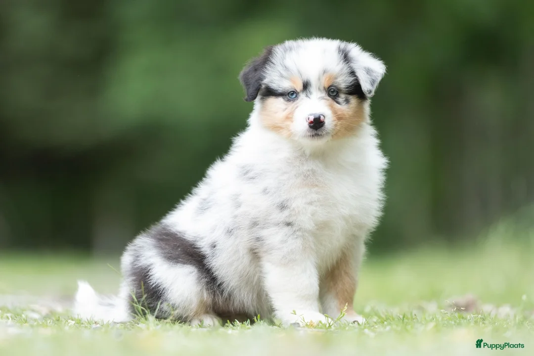 Australian Shepherd honden te koop: Australian shepherd pups met stamboom - Advertentie 1