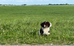 Spaanse Waterhond honden te koop: Spaanse Waterhond pups - Afbeelding 13