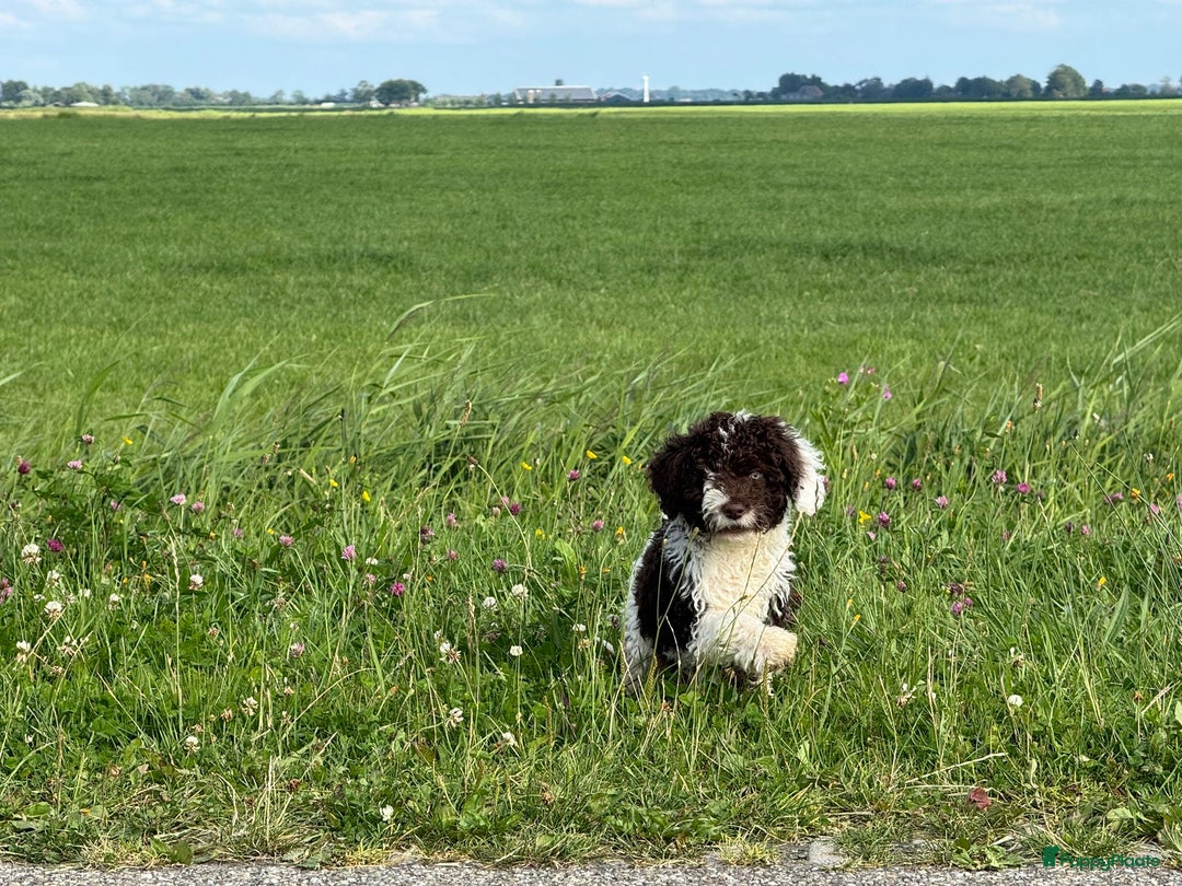 Spaanse Waterhond honden te koop: Spaanse Waterhond pups - Afbeelding 13
