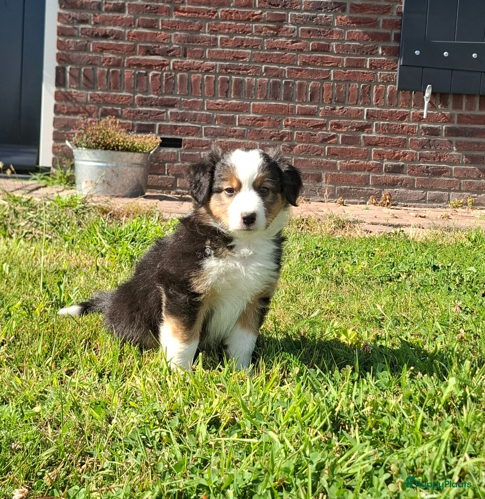 Kruising honden Shepherd puppy's  - Advertentie 2