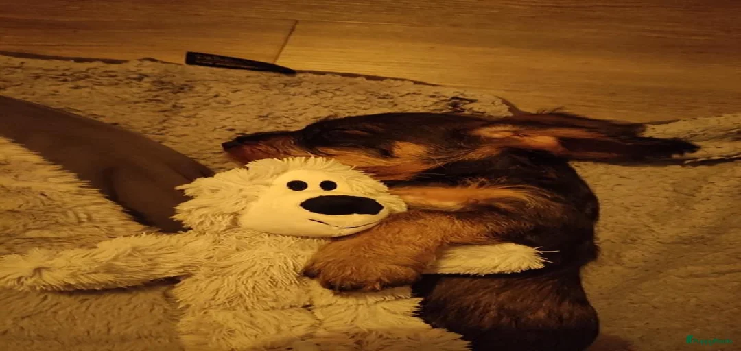 Galerij afbeelding {{count}}