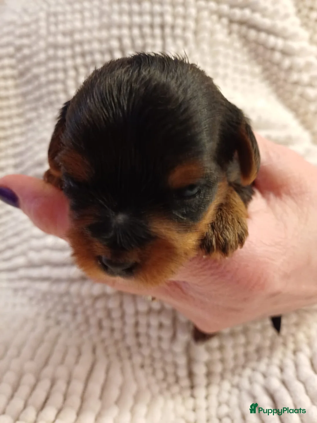 Biewer Terrier honden te koop: Klassiek Biewer met York look-a-like - Advertentie 5