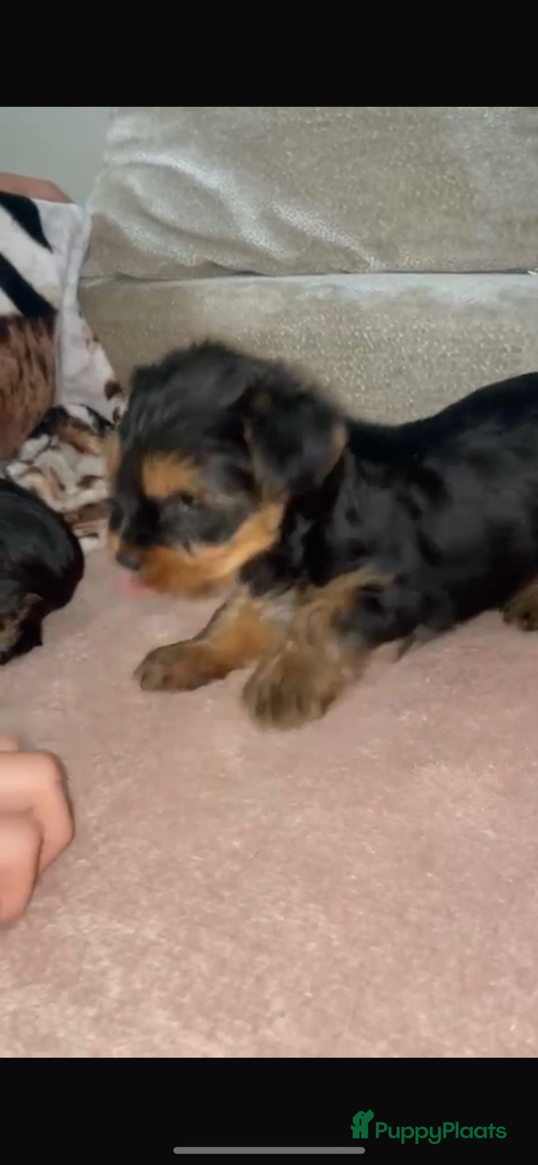 Yorkshire Terriër honden te koop: Yorkshire terriër puppies zoeken goudenmand. - Advertentie 9