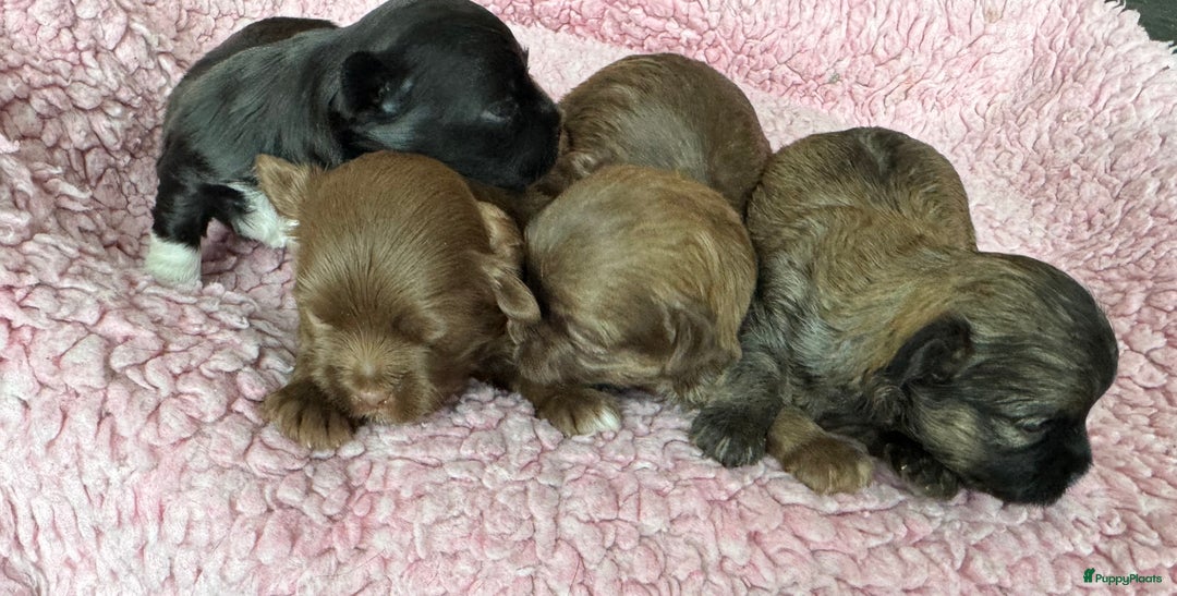 Bolonka Zwetna honden te koop: Bolonka Zwetna pups - kleine knuffels - Advertentie 8